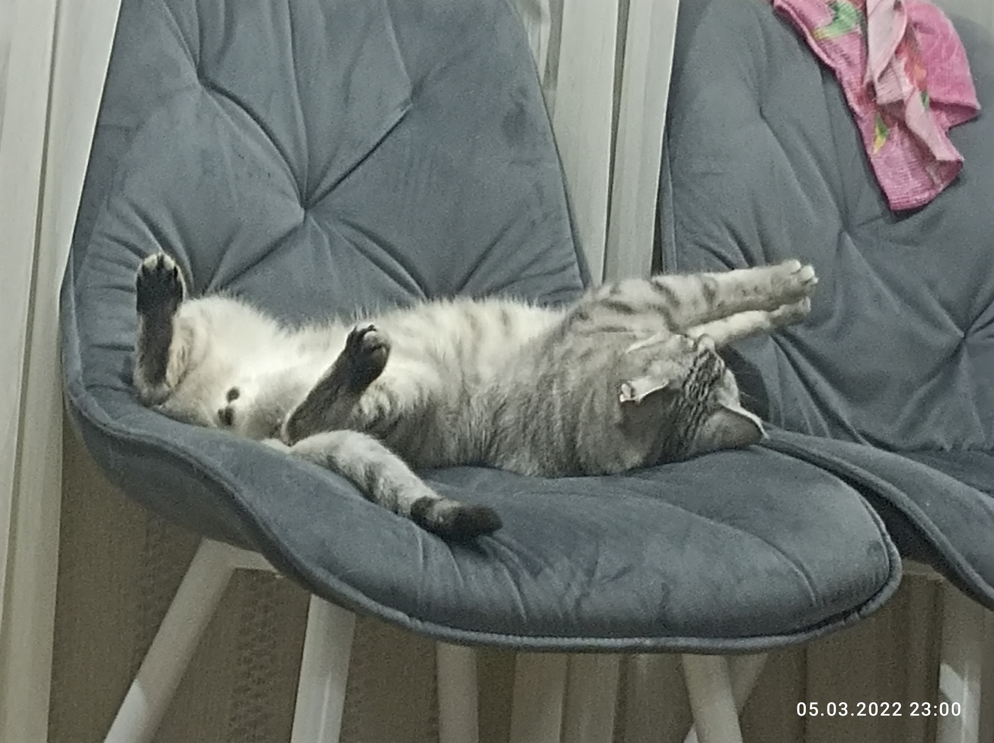 Catch my cat too - My, cat, Relaxation, Longpost, 