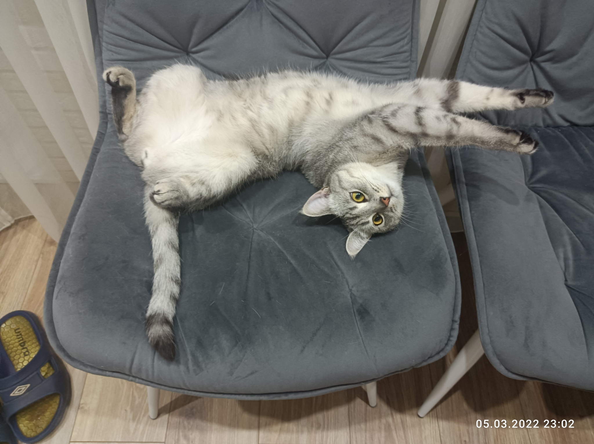 Catch my cat too - My, cat, Relaxation, Longpost, 