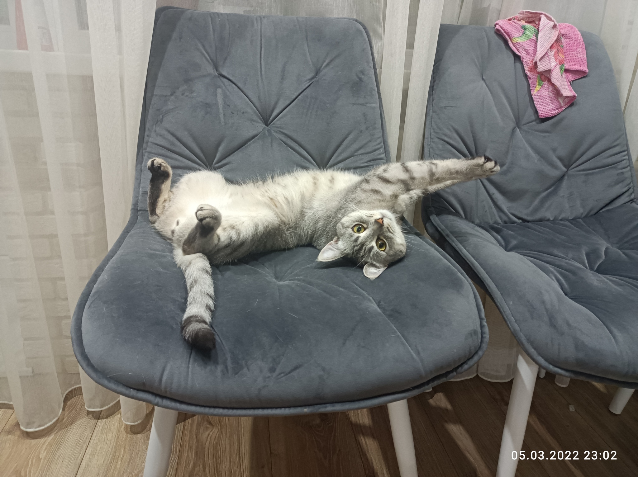 Catch my cat too - My, cat, Relaxation, Longpost, 