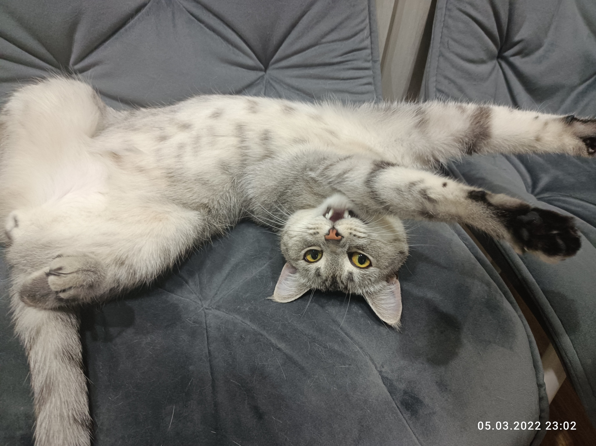 Catch my cat too - My, cat, Relaxation, Longpost, 