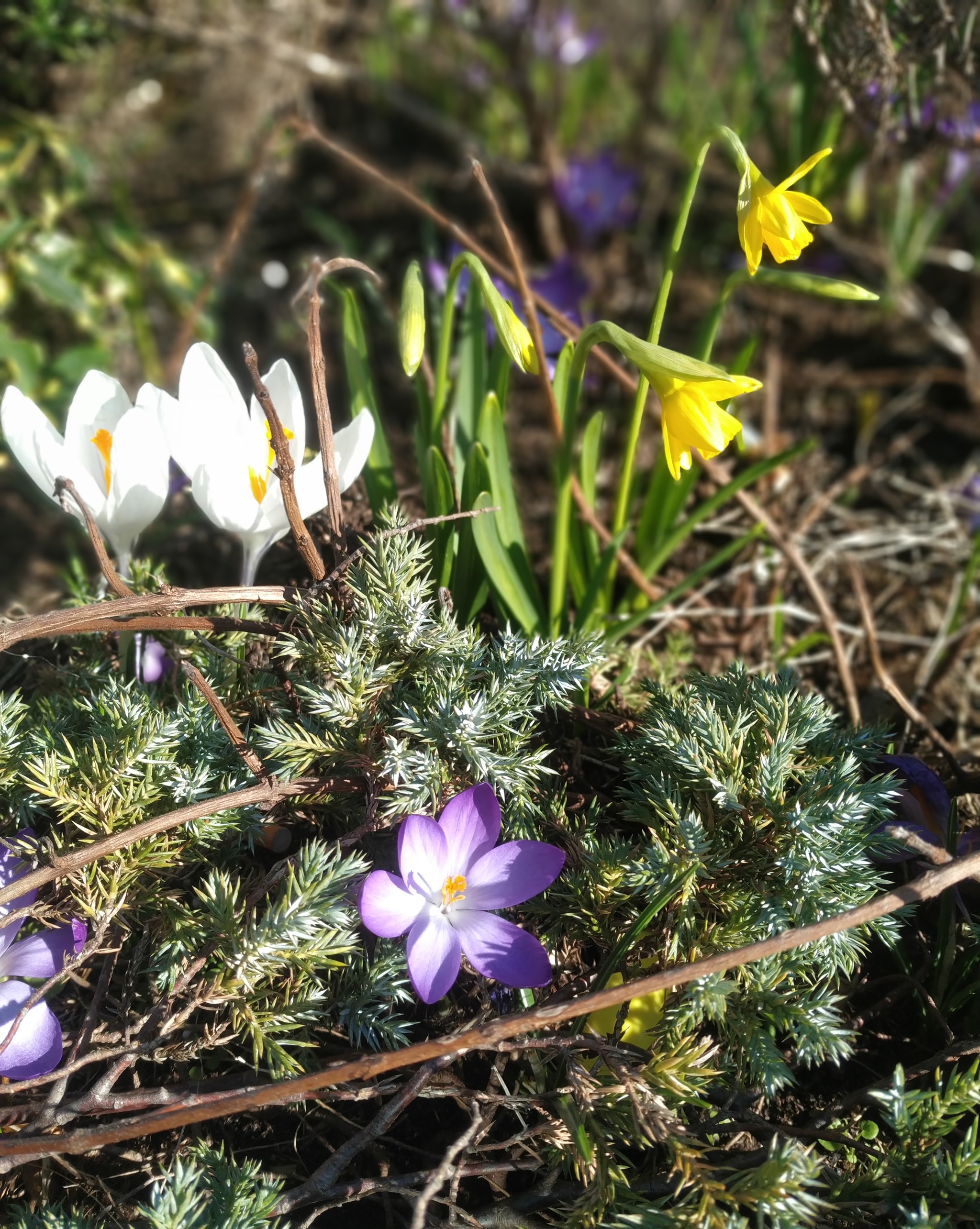 Response to the post Crocuses bloomed in Holland - Netherlands (Holland), Nature, The photo, Crocus, Reply to post, Longpost