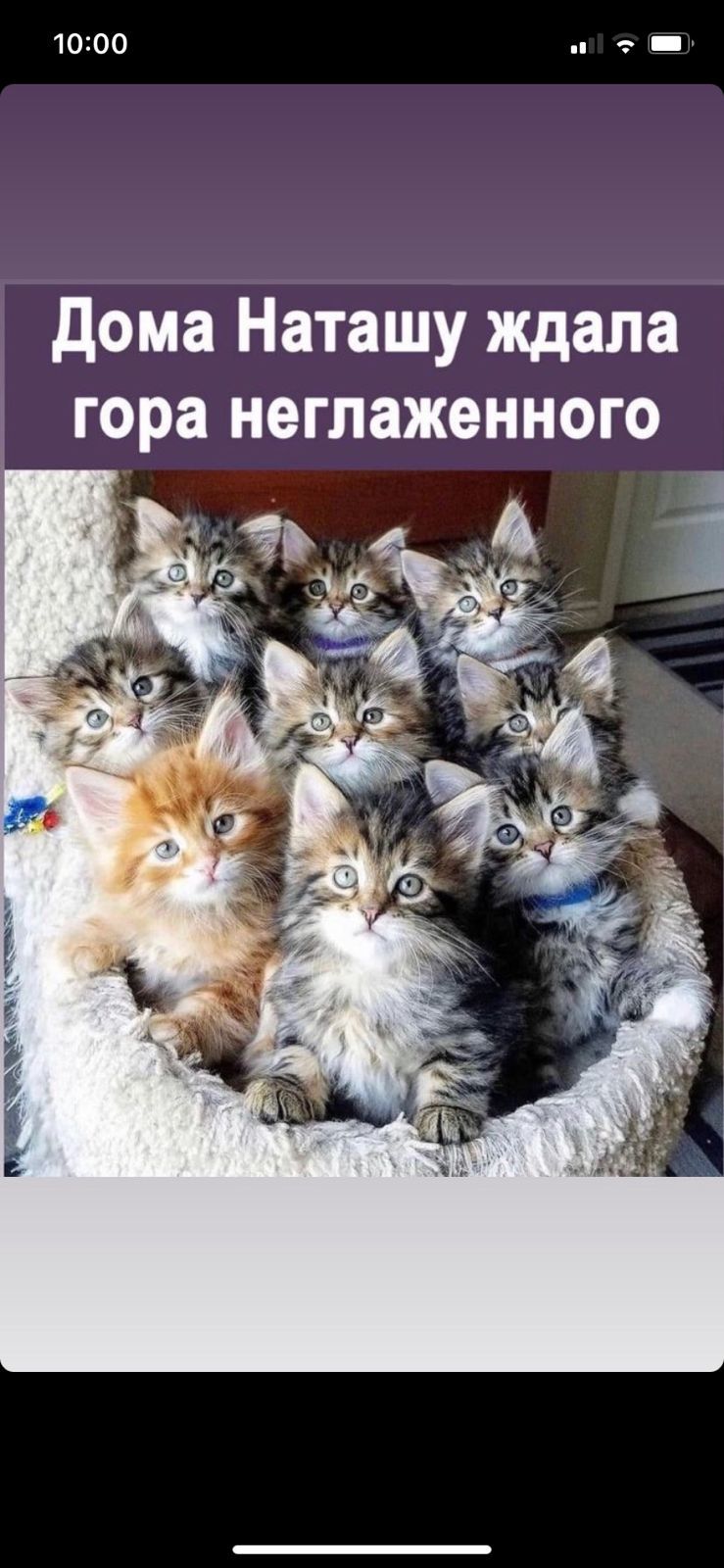 сегодня дома есть кот (99) фото