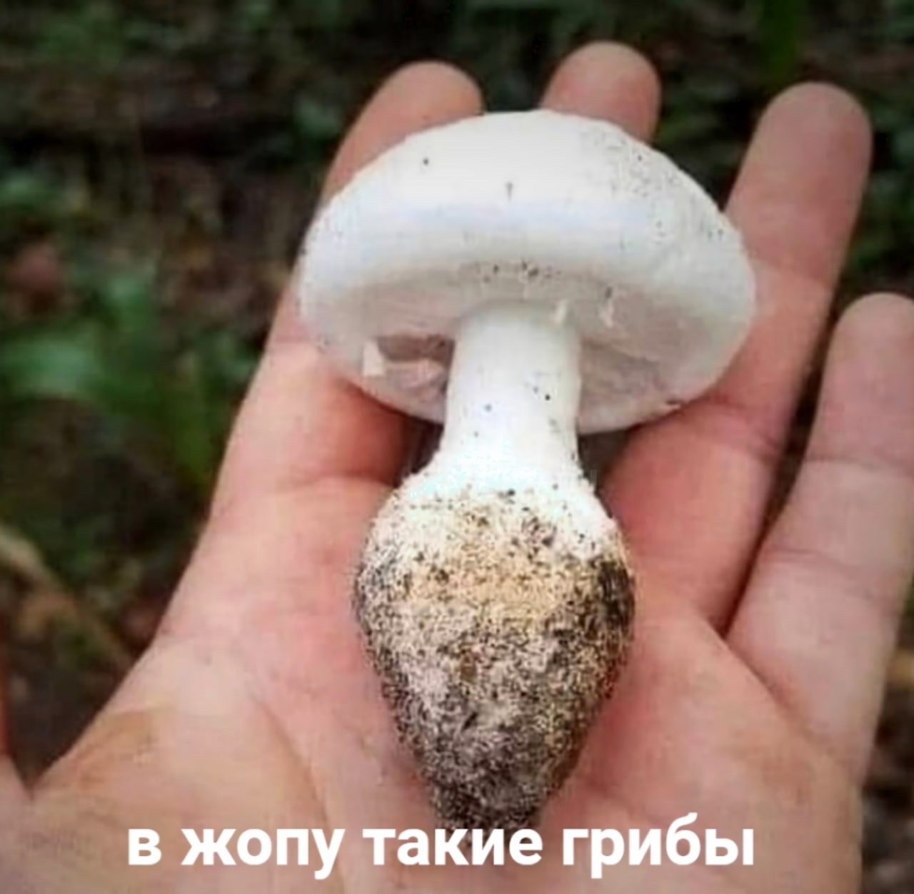 Probkosinovik - Mushrooms, Butt plug, Picture with text, 