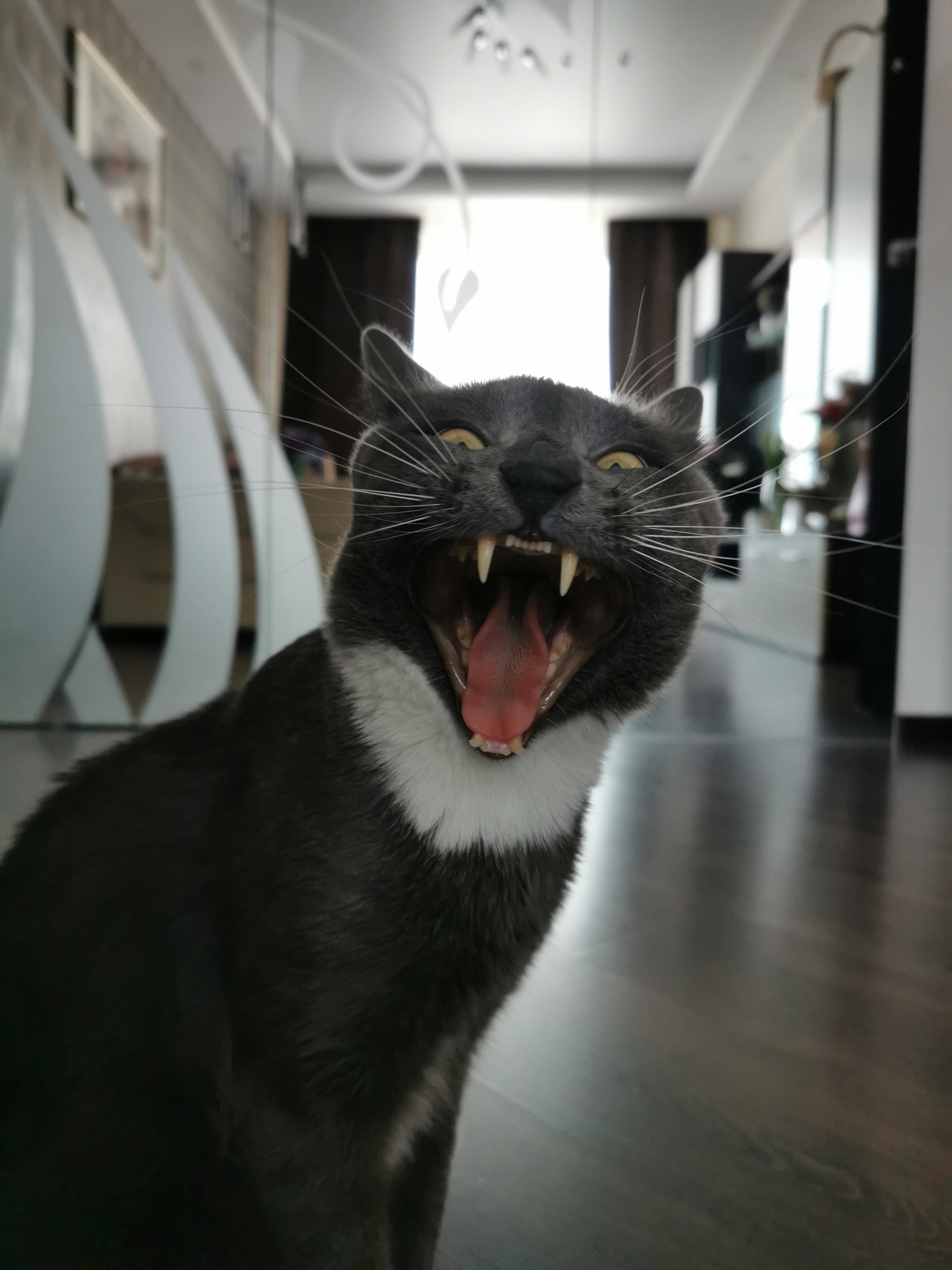 Yawned - My, cat, Yawn, To fall, Teeth, Longpost, 