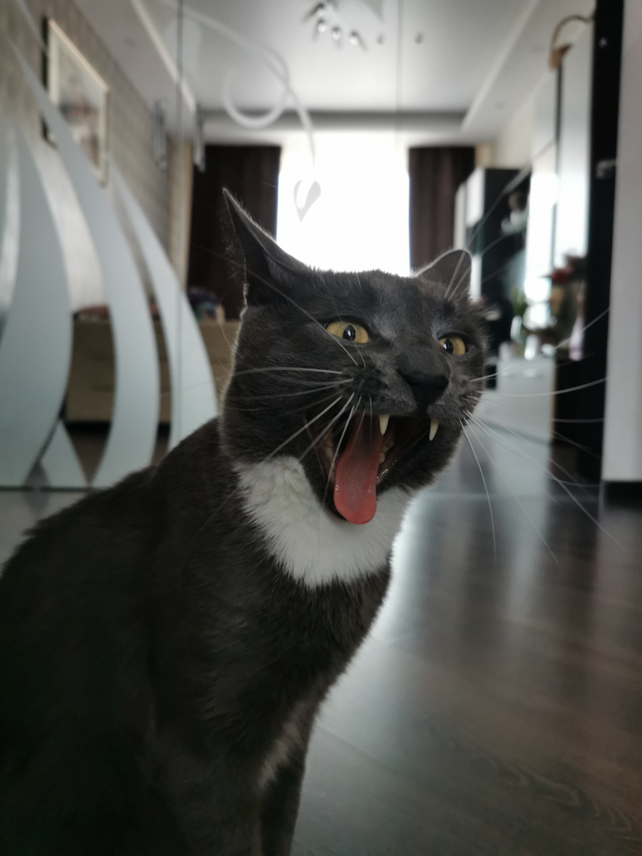 Yawned - My, cat, Yawn, To fall, Teeth, Longpost, 