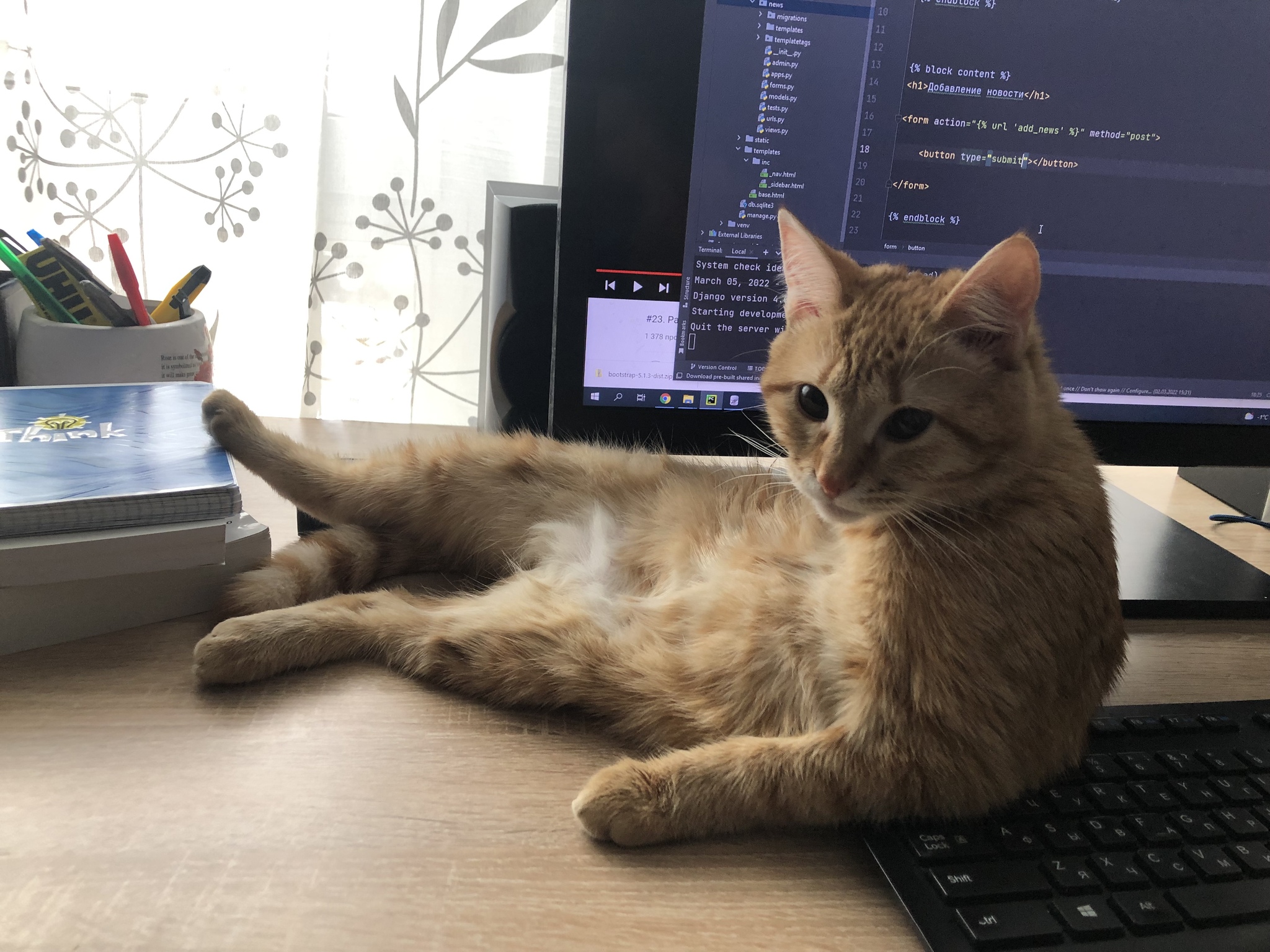 This is how we work - My, cat, The photo, 