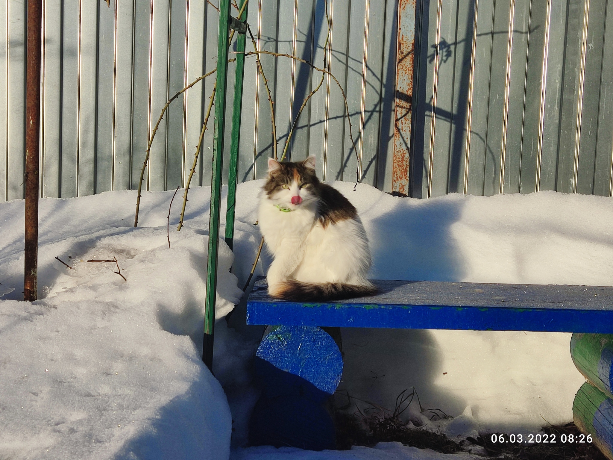 I'll show everyone my - My, cat, Tricolor cat, Winter, 