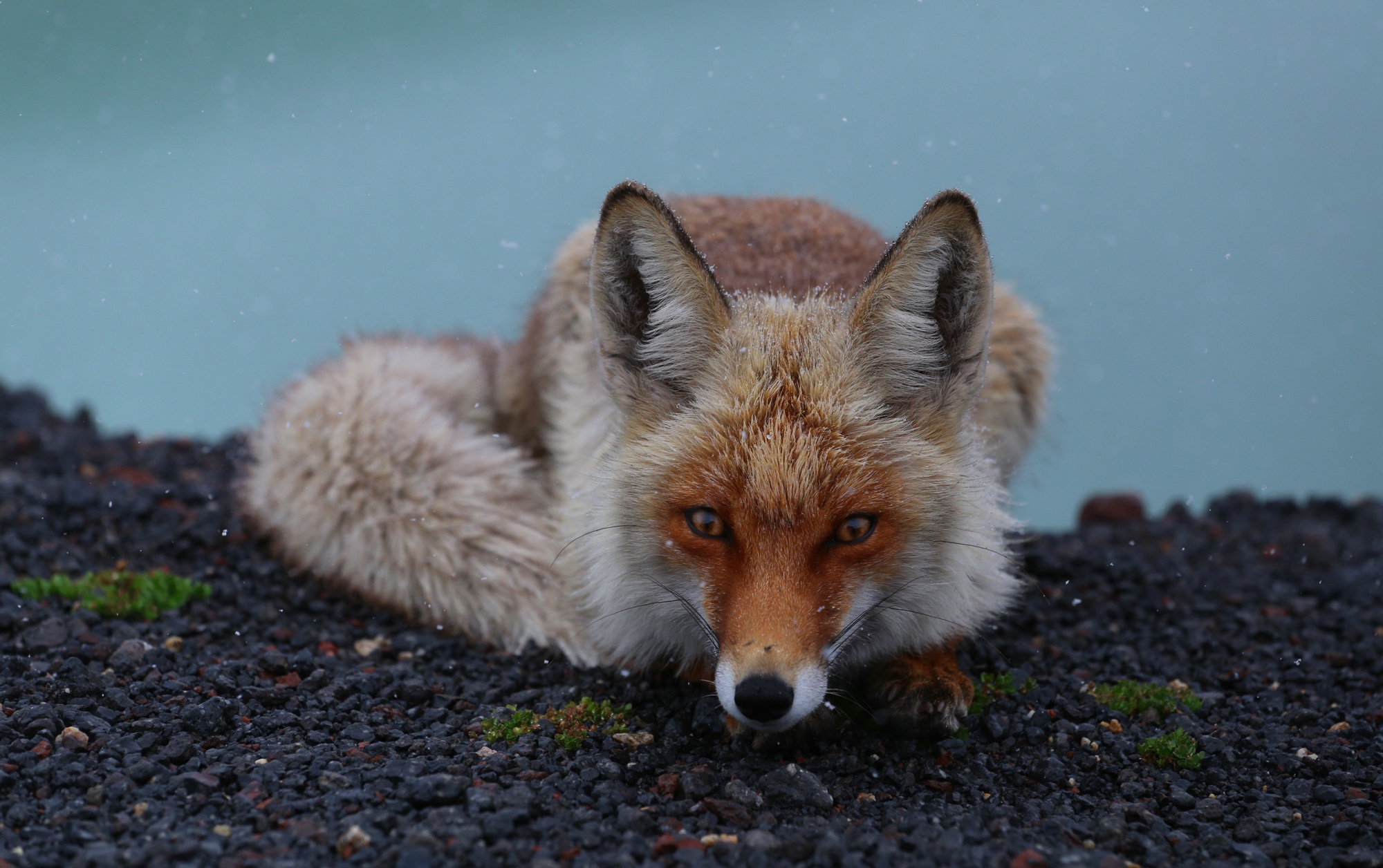 Curiosity - Fox, Curiosity, Wild animals, beauty of nature, wildlife, The photo, Russian Geographical Society, Reva