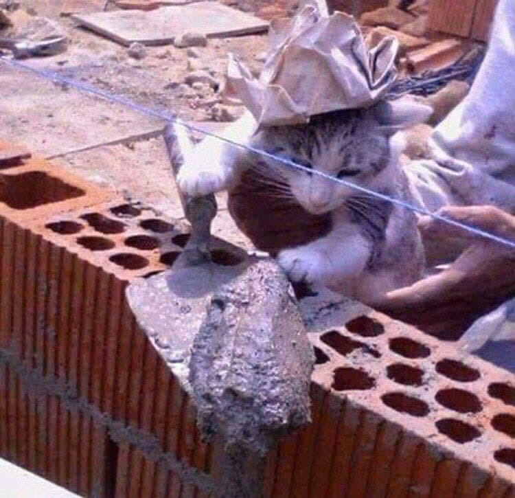 You can't wait for help from anyone in this house. - cat, Construction, Cement, 