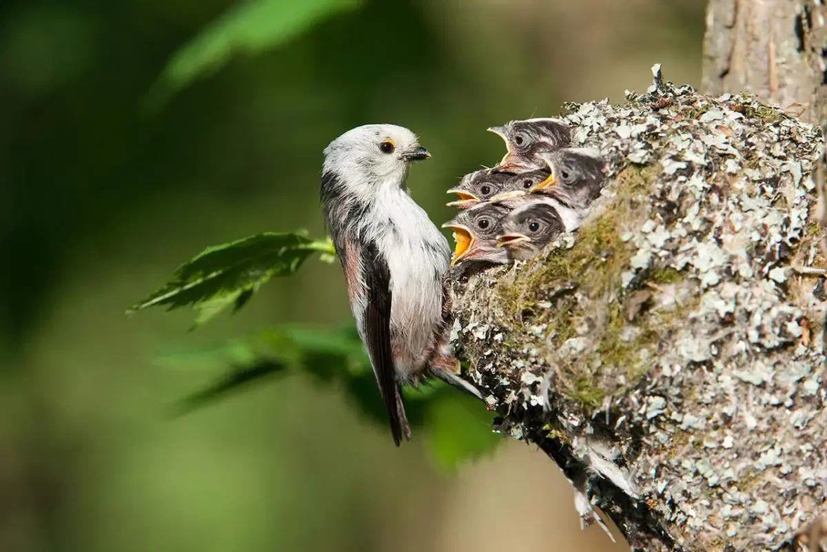 Long-tailed Tit: Lumps of tenderness with the character of a warrior. Why do they help raise other people's children? - Long-tailed, Tit, Birds, Animal book, Yandex Zen, Ornithology, Longpost, 