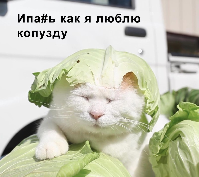 I love - cat, Memes, Vegetables, 