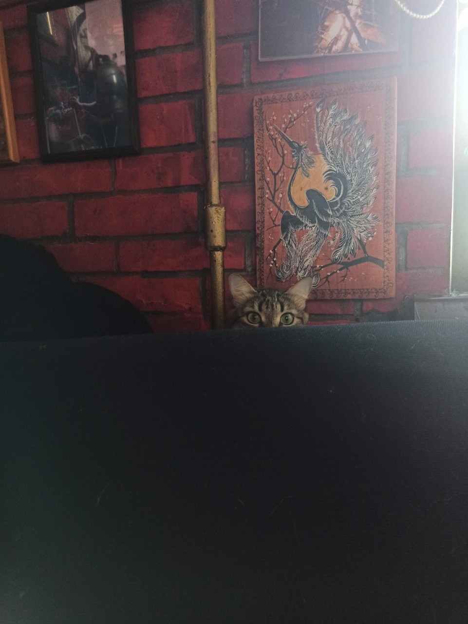 I seem to be being watched. - My, Kai Yara, cat