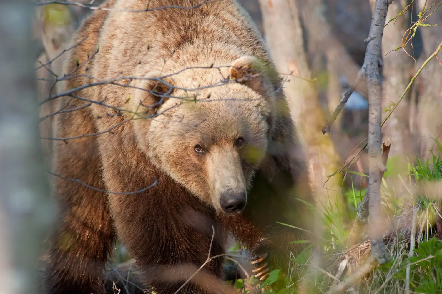 A population census was held in the Baikal Reserve - Wild animals, Reserves and sanctuaries, Wolverines, Ermine, Cunyi, Predatory animals, Reindeer, The national geographic, Baikal, Protection of Nature, Animal protection, Species conservation, Positive, Interesting, wildlife, Video, Longpost