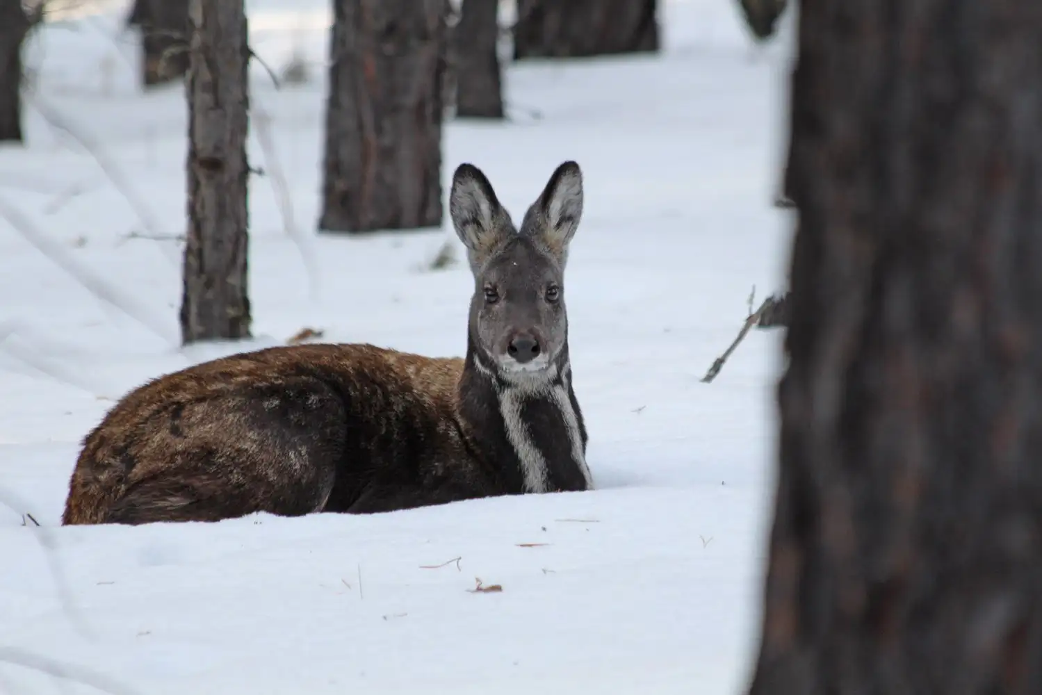 A population census was held in the Baikal Reserve - Wild animals, Reserves and sanctuaries, Wolverines, Ermine, Cunyi, Predatory animals, Reindeer, The national geographic, Baikal, Protection of Nature, Animal protection, Species conservation, Positive, Interesting, wildlife, Video, Longpost