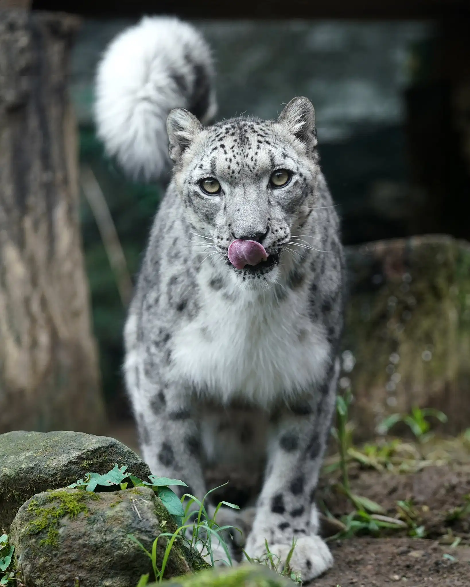 Barsik noticed you! - Snow Leopard, Big cats, Cat family, Wild animals, Predatory animals, Fluffy, Milota, Zoo, Positive, Rare view, Barsik, Red Book