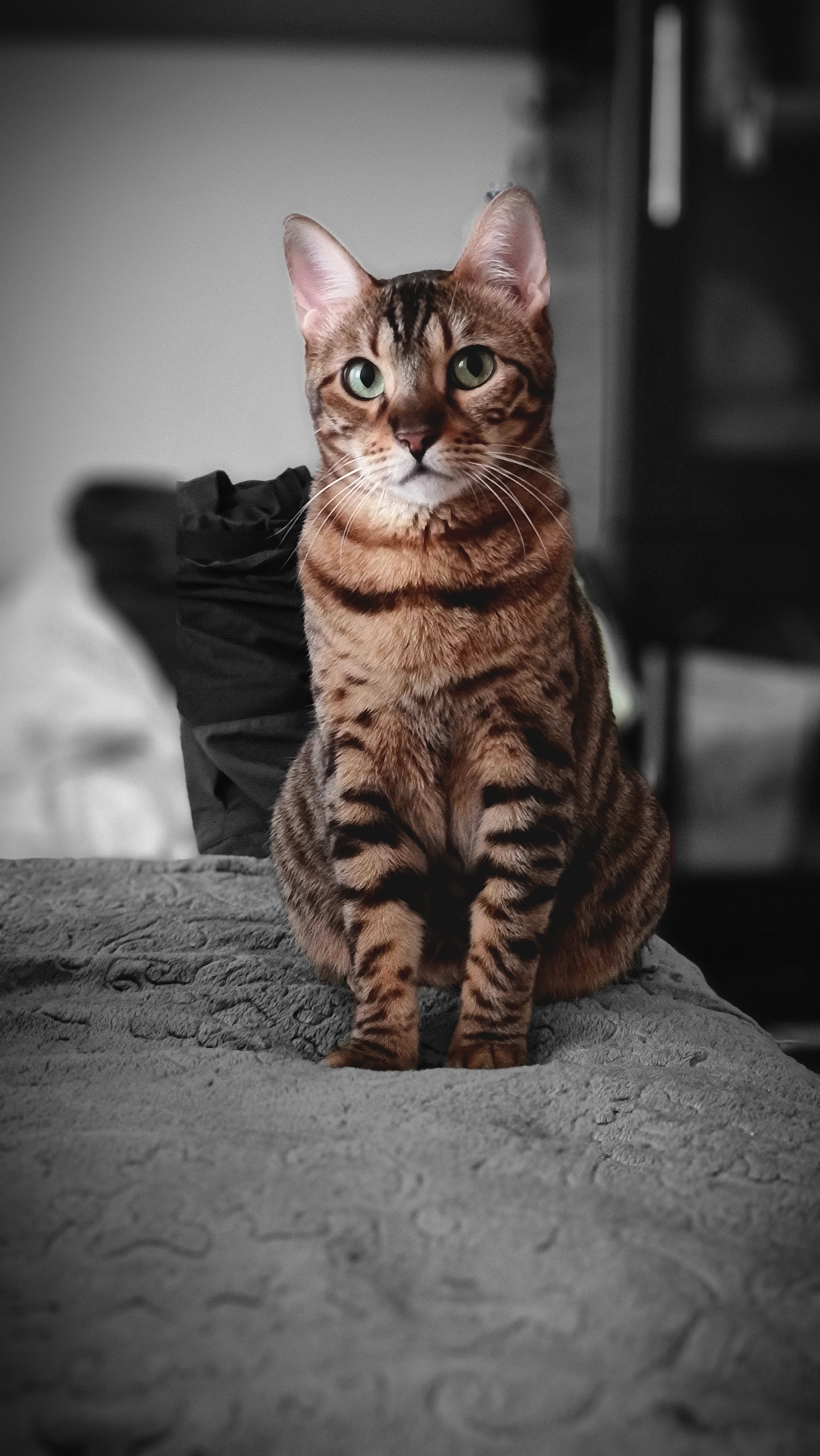 On the cat wave. Leopard - Bengal cat, cat, Longpost, 