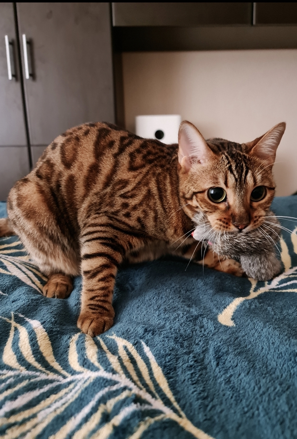 On the cat wave. Leopard - Bengal cat, cat, Longpost, 