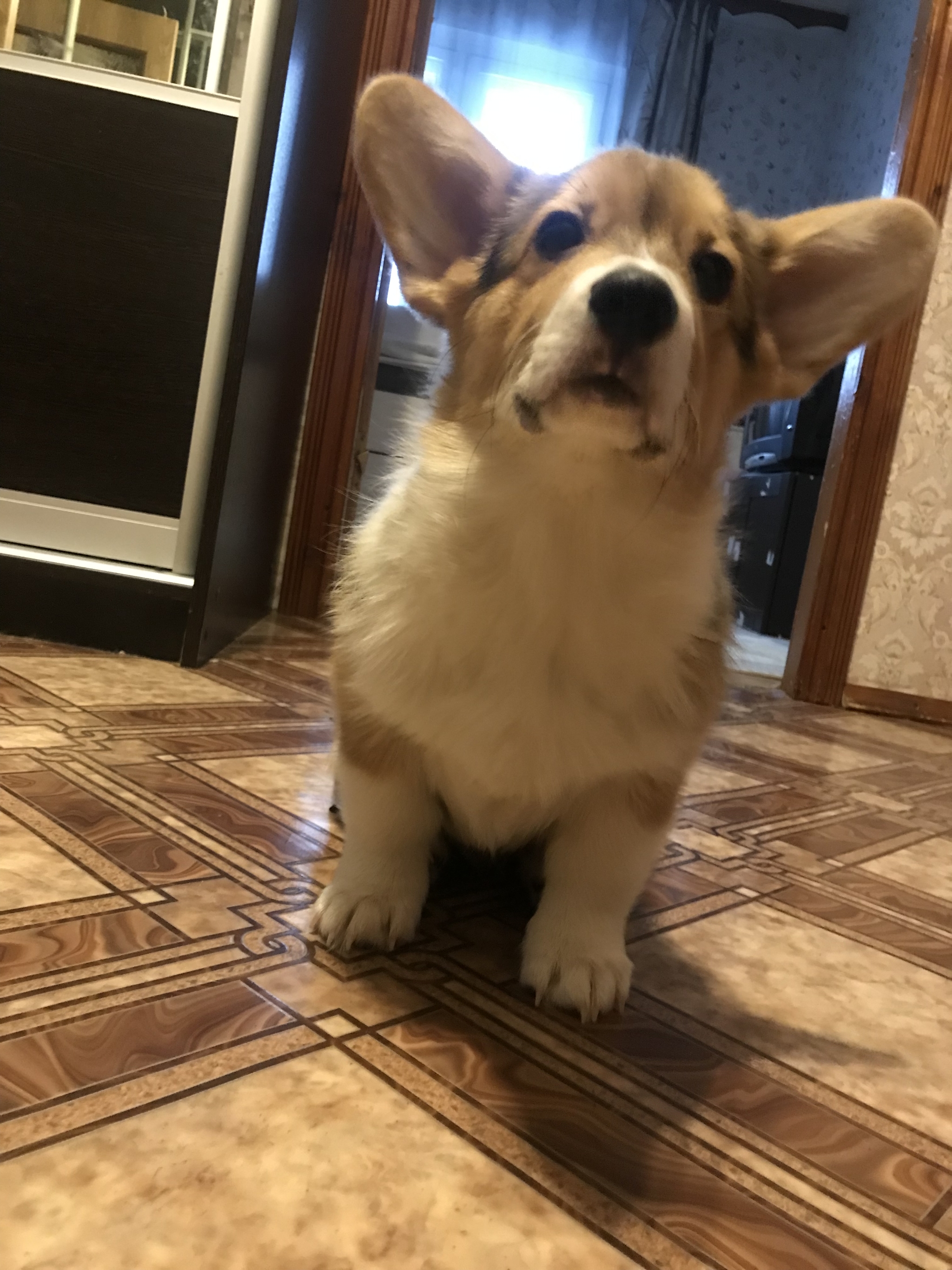 Come on and I'll brag! - My, Dog, Corgi, Welsh corgi pembroke, Longpost, , Pets