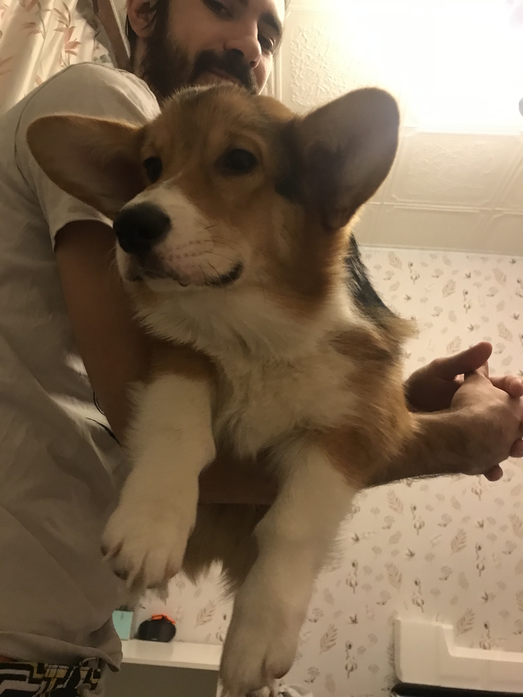 Come on and I'll brag! - My, Dog, Corgi, Welsh corgi pembroke, Longpost, , Pets