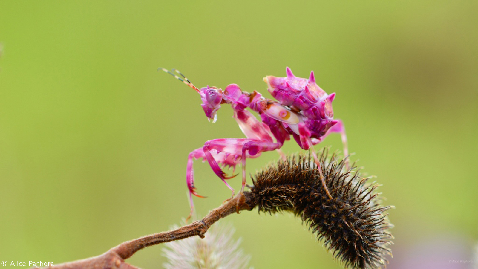 Spiked flower mantis - Mantis, Insects, Wild animals, wildlife, National park, Africa, The photo