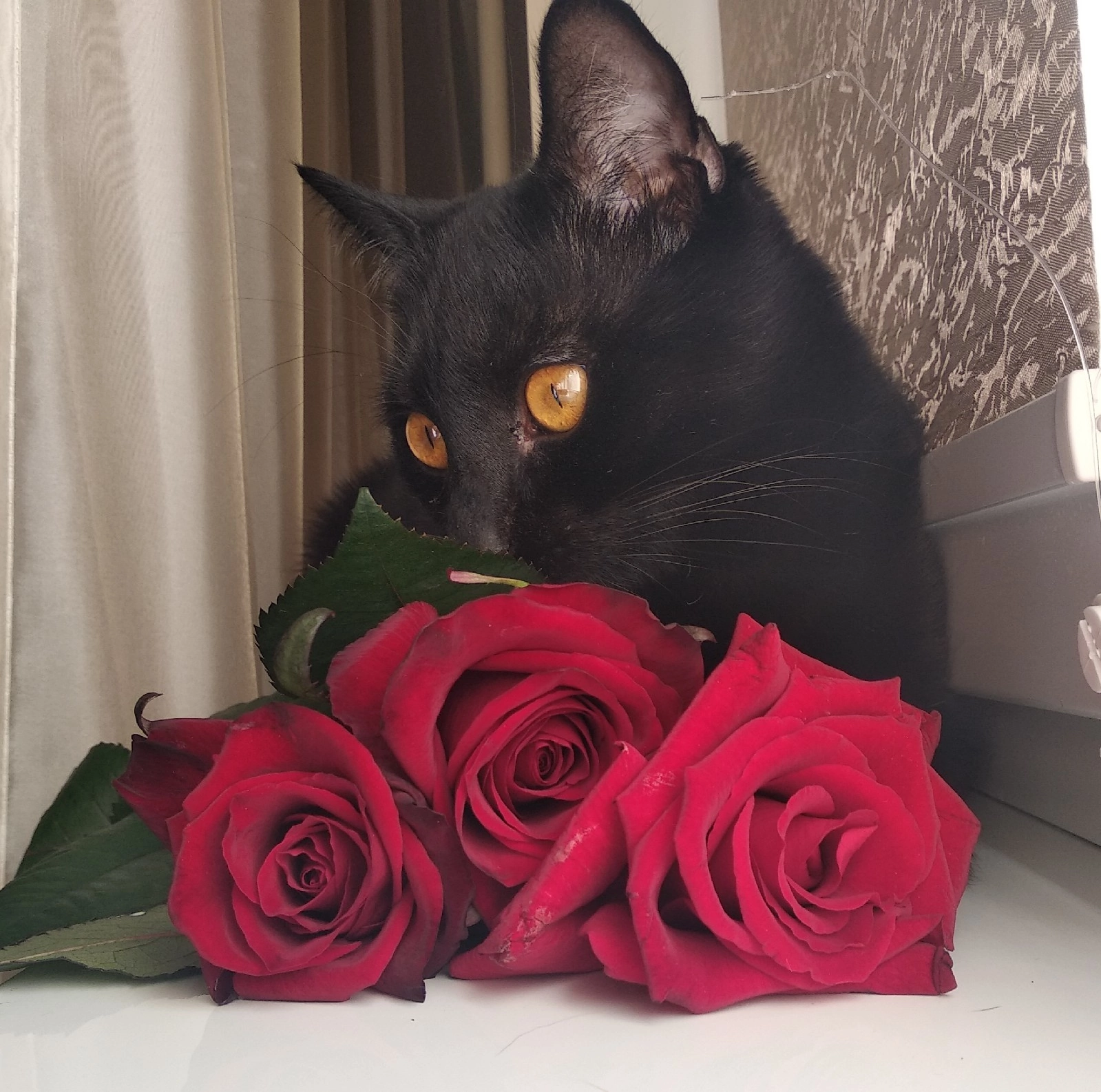 From March 8th!) - My, Black cat, Congratulation, March 8, cat