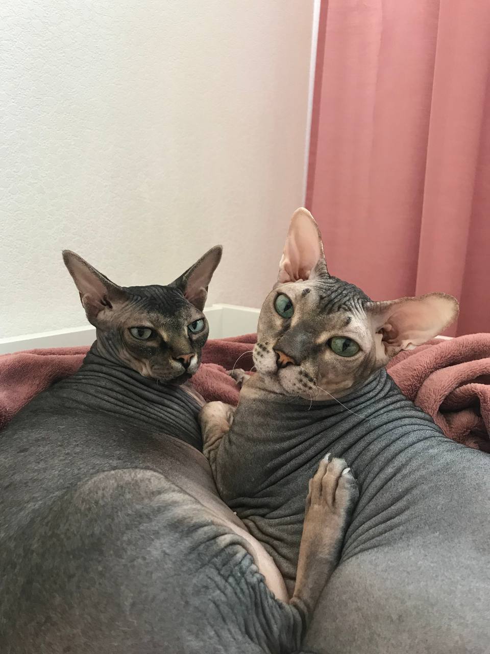 And we don't care. - My, Fat cats, Milota, cat, Don Sphynx, 