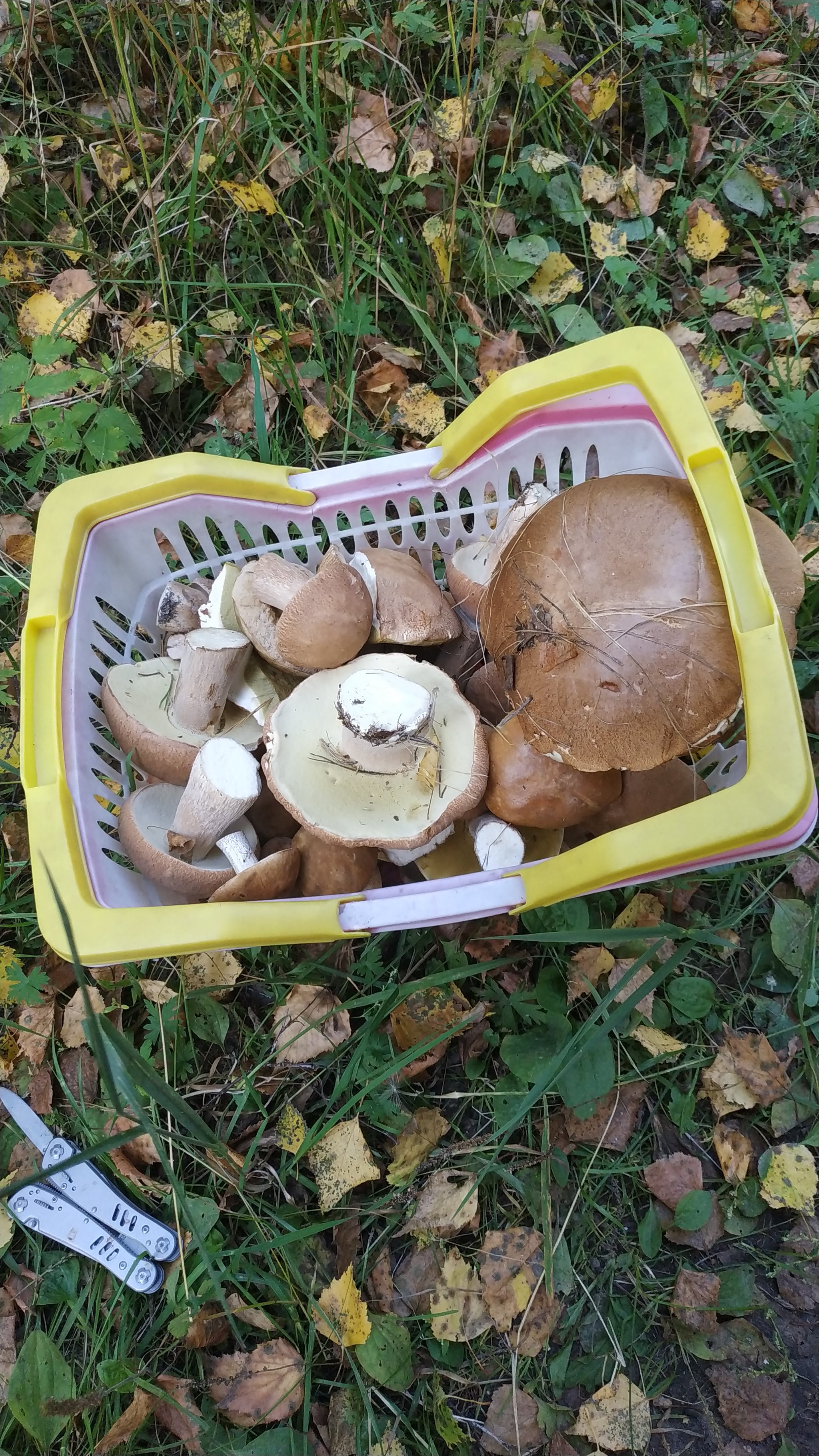 Summer Nostalgia Post - My, Mobile photography, Silent hunt, Mushrooms, Summer, Longpost