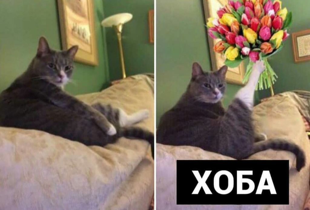 Картинка кот хоба