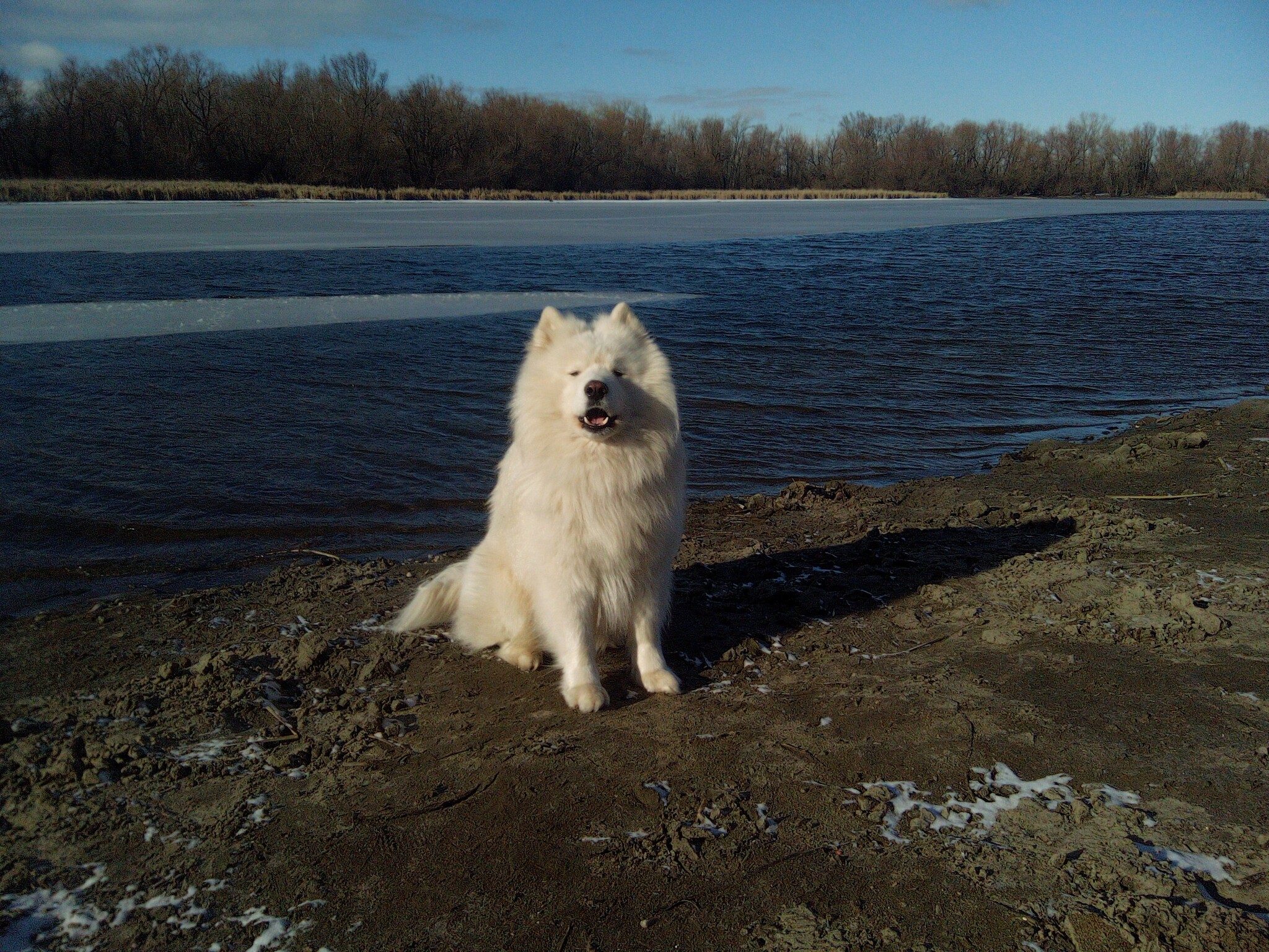 Spring walk in nature - My, Samoyed, Dog, Volzhsky, Dog North, The photo, Walk, 