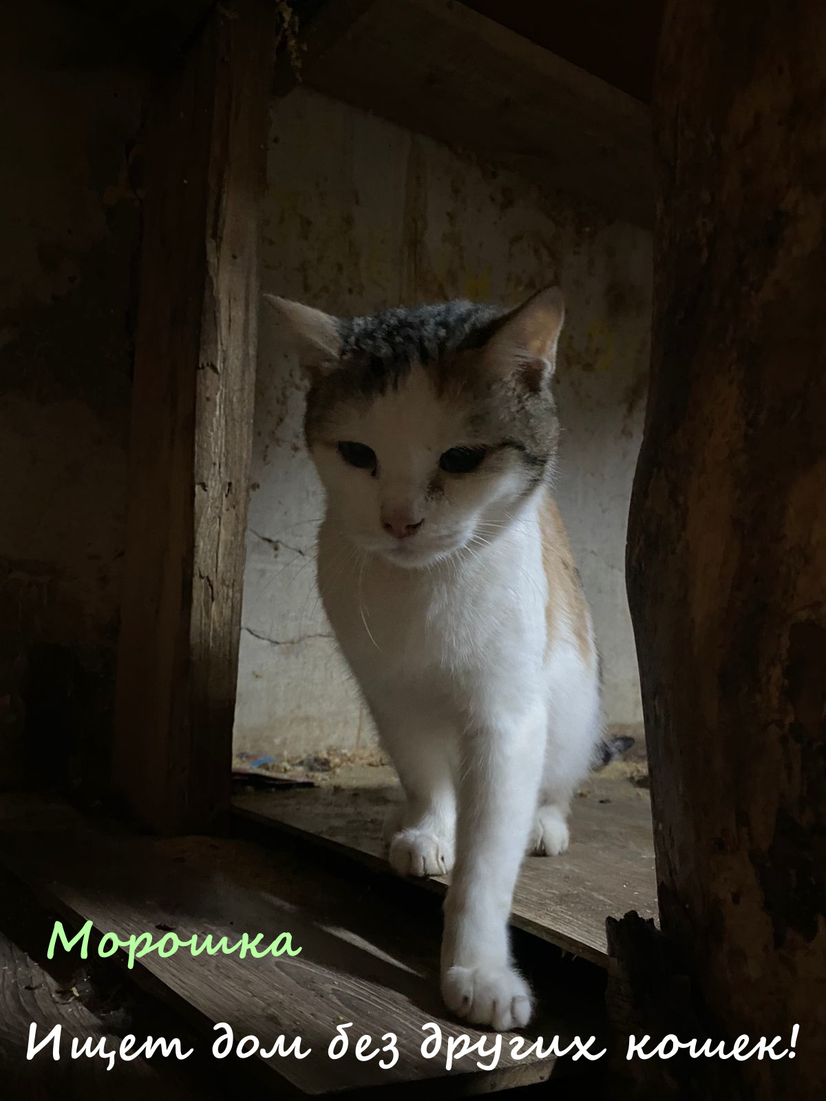 Life of the home shelter Kotoland 326 - My, Kindness, Help, cat, In good hands, Shelter, Shelter Cotoland, Lipetsk, Longpost, 