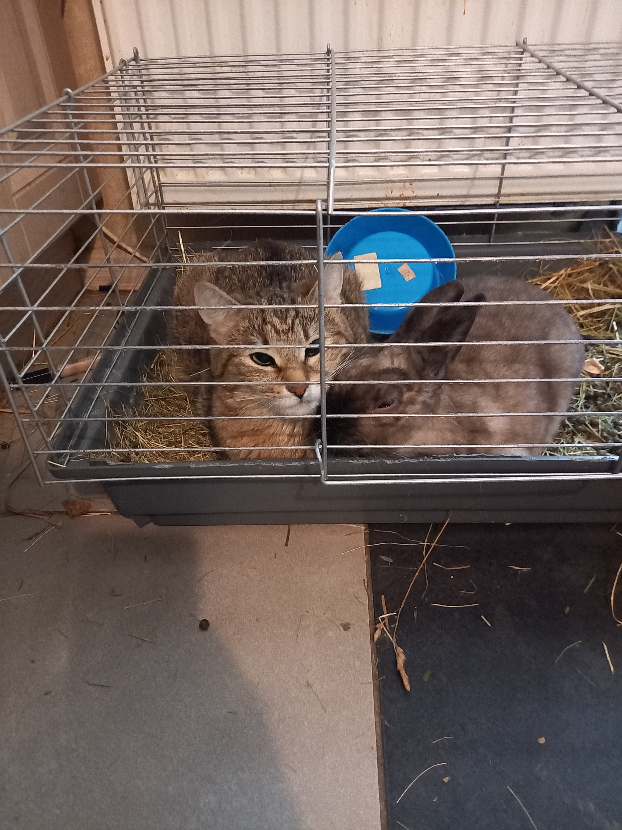 My cat adopted a rabbit - My, cat, Rabbit, Love, Longpost, 