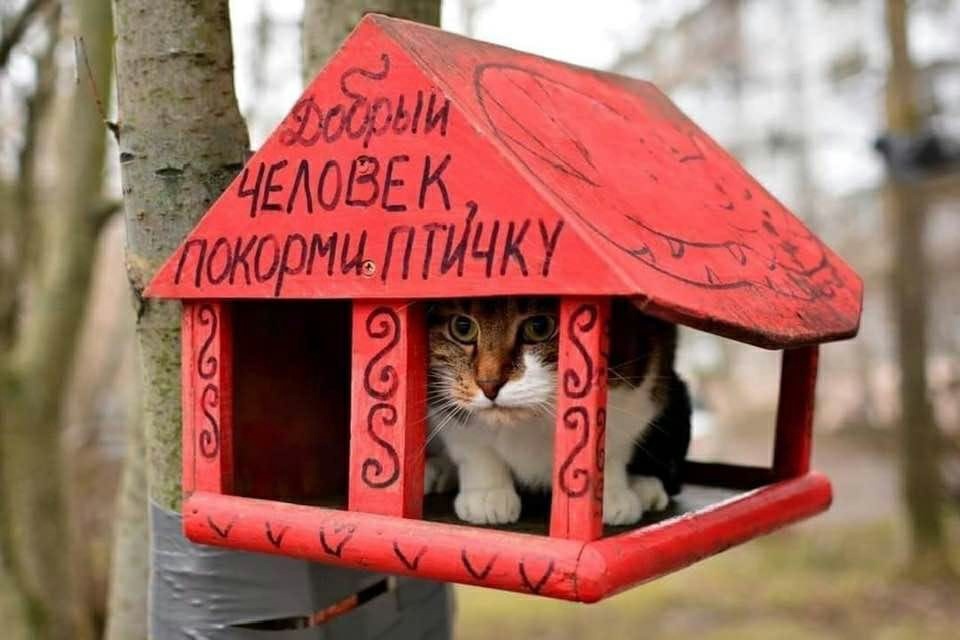 Well feed the bird! - The photo, cat, Trough, 