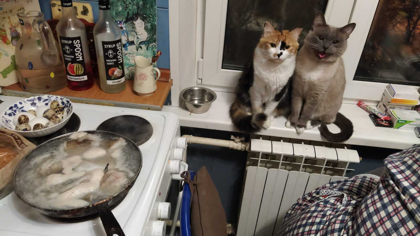 We are waiting for the fish when they are cooked - My, cat, A fish, 