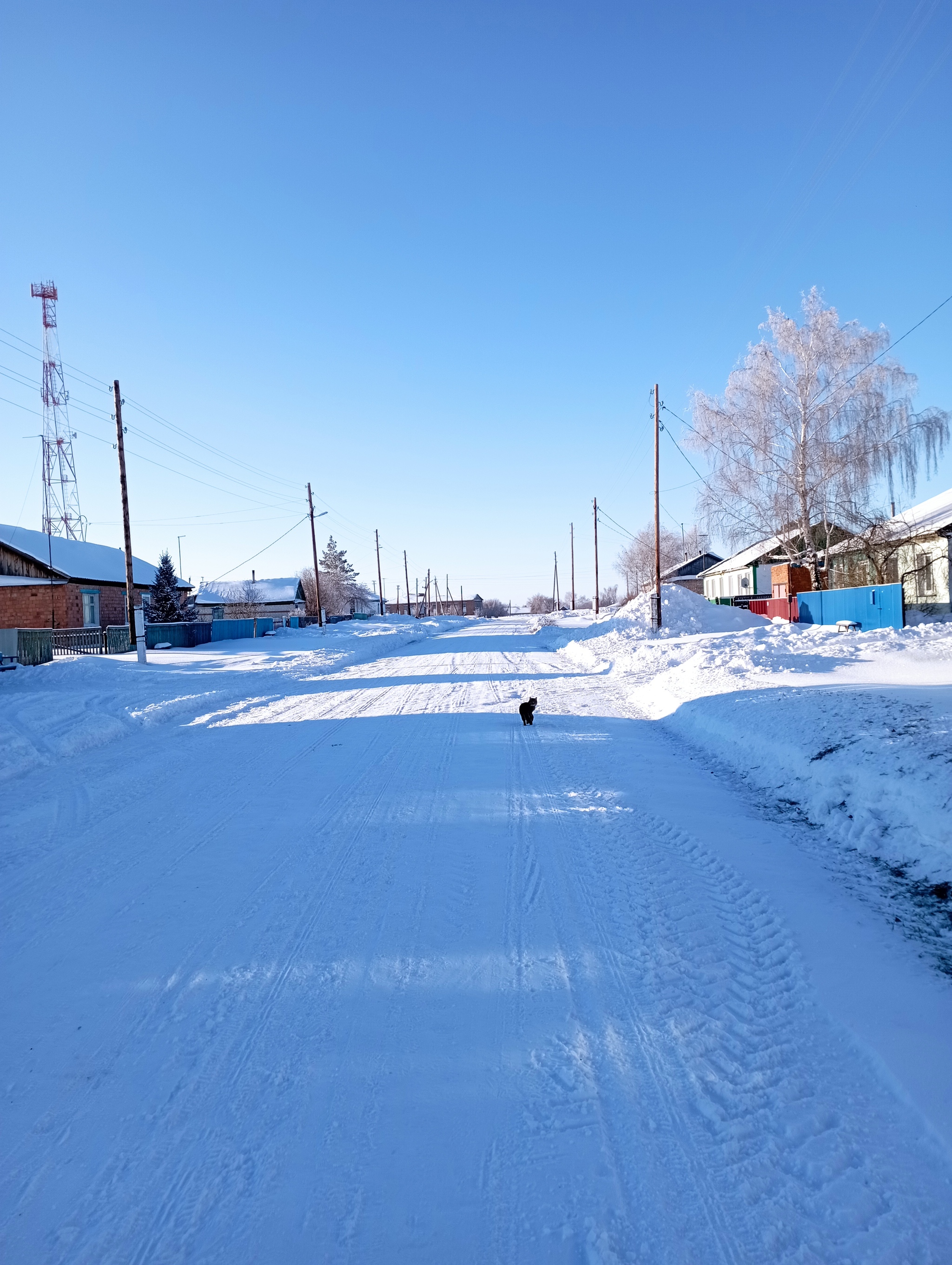 Village cats. Winter 2021-2022. Novosibirsk Oblast - My, cat, Village, Longpost, 