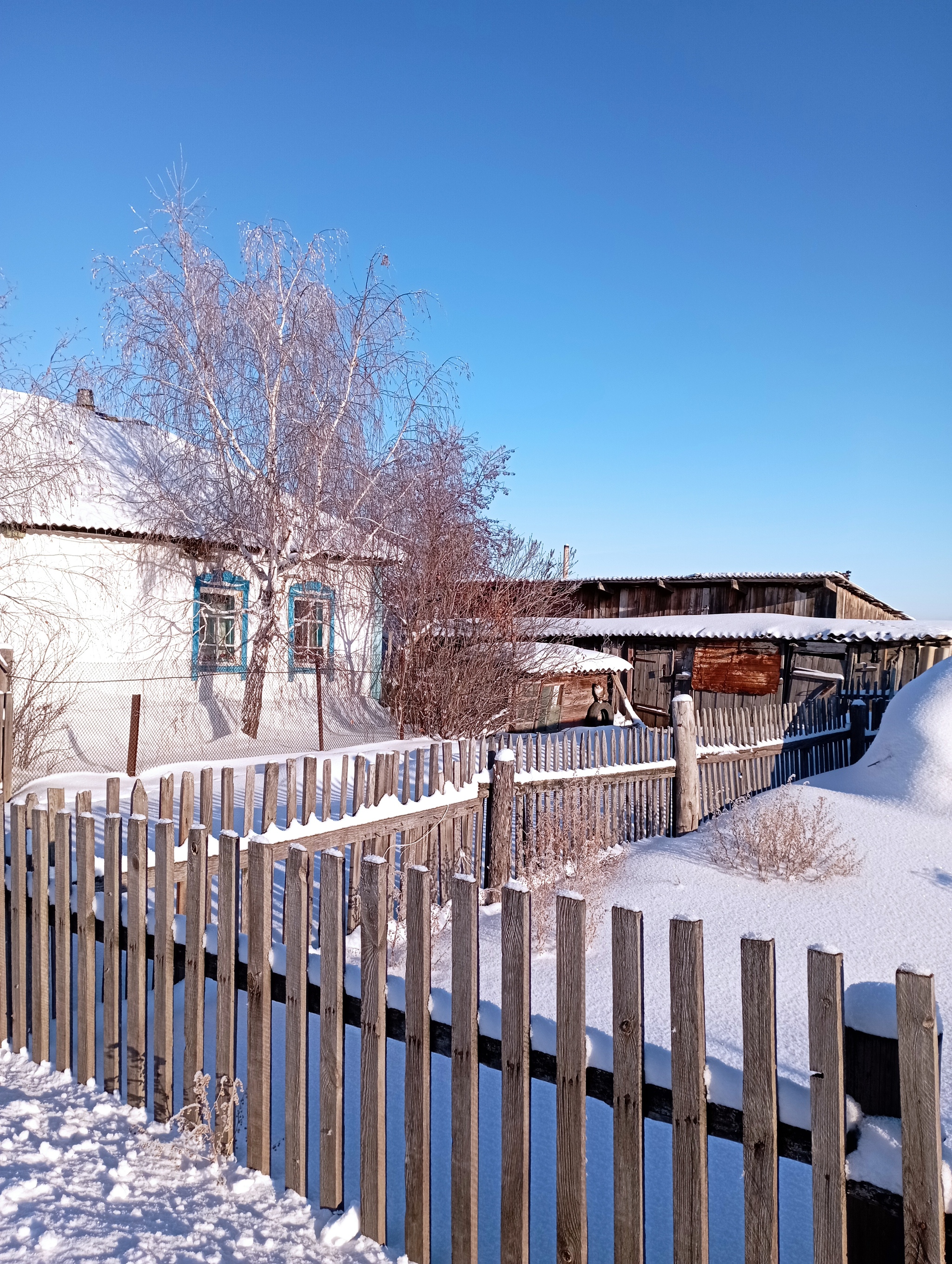 Village cats. Winter 2021-2022. Novosibirsk Oblast - My, cat, Village, Longpost, 