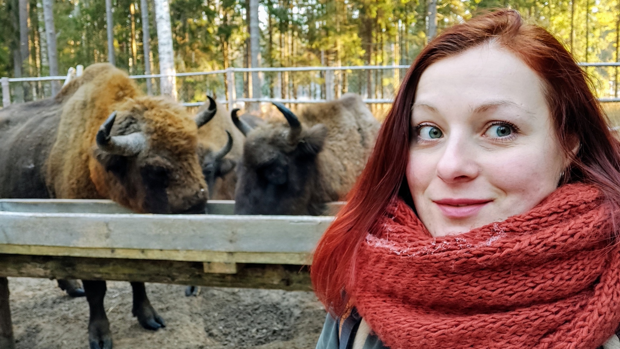 Here's some shaggy cows. Bison from the Vladimir wilderness - My, Animal book, Wild animals, Longpost, Bison, Vladimir region