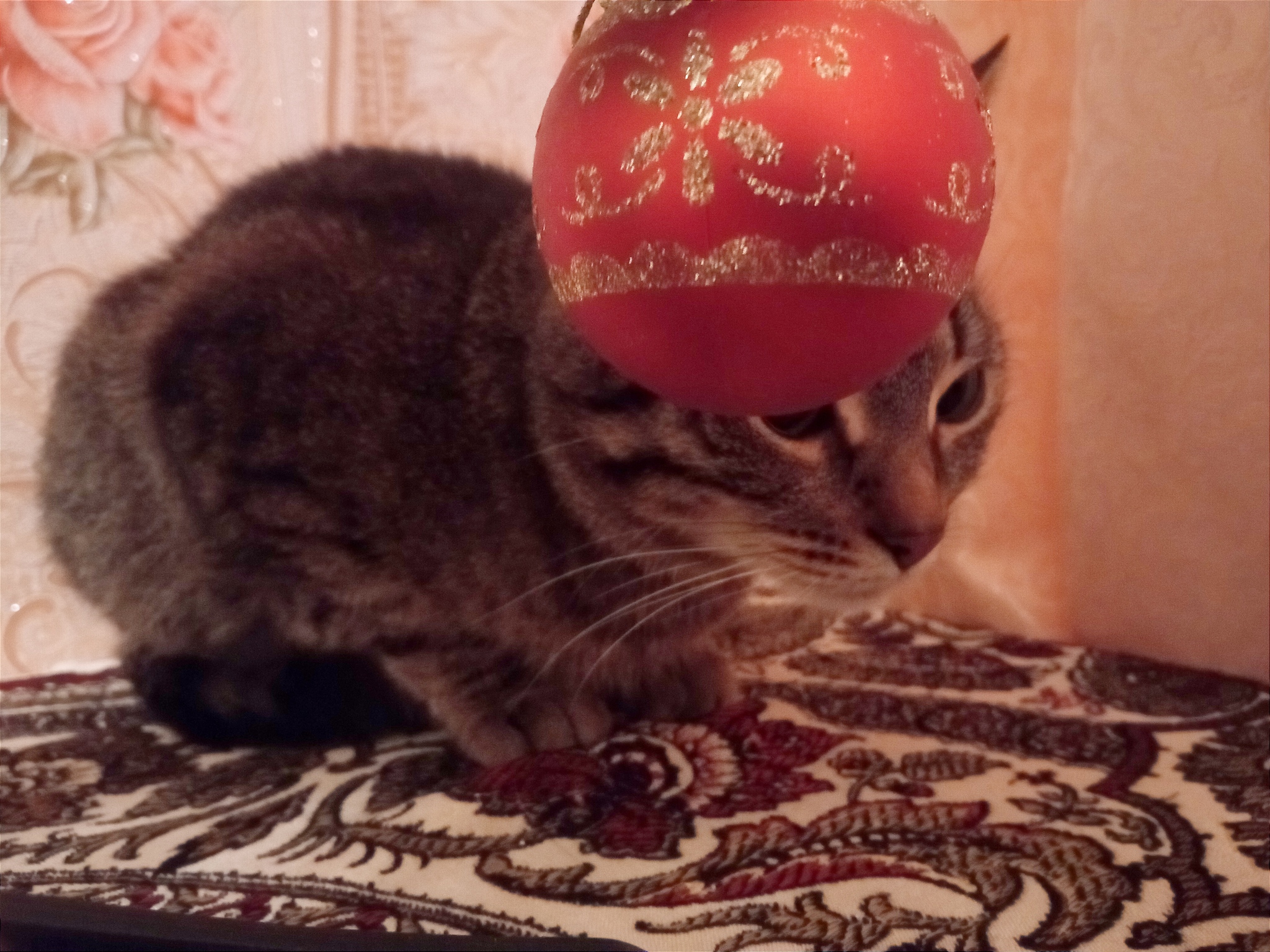 Still a Christmas cat - My, cat, Amur, New Year, Ball, Longpost