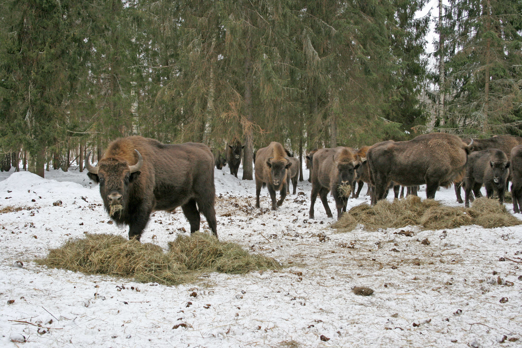 Here's some shaggy cows. Bison from the Vladimir wilderness - My, Animal book, Wild animals, Longpost, Bison, Vladimir region