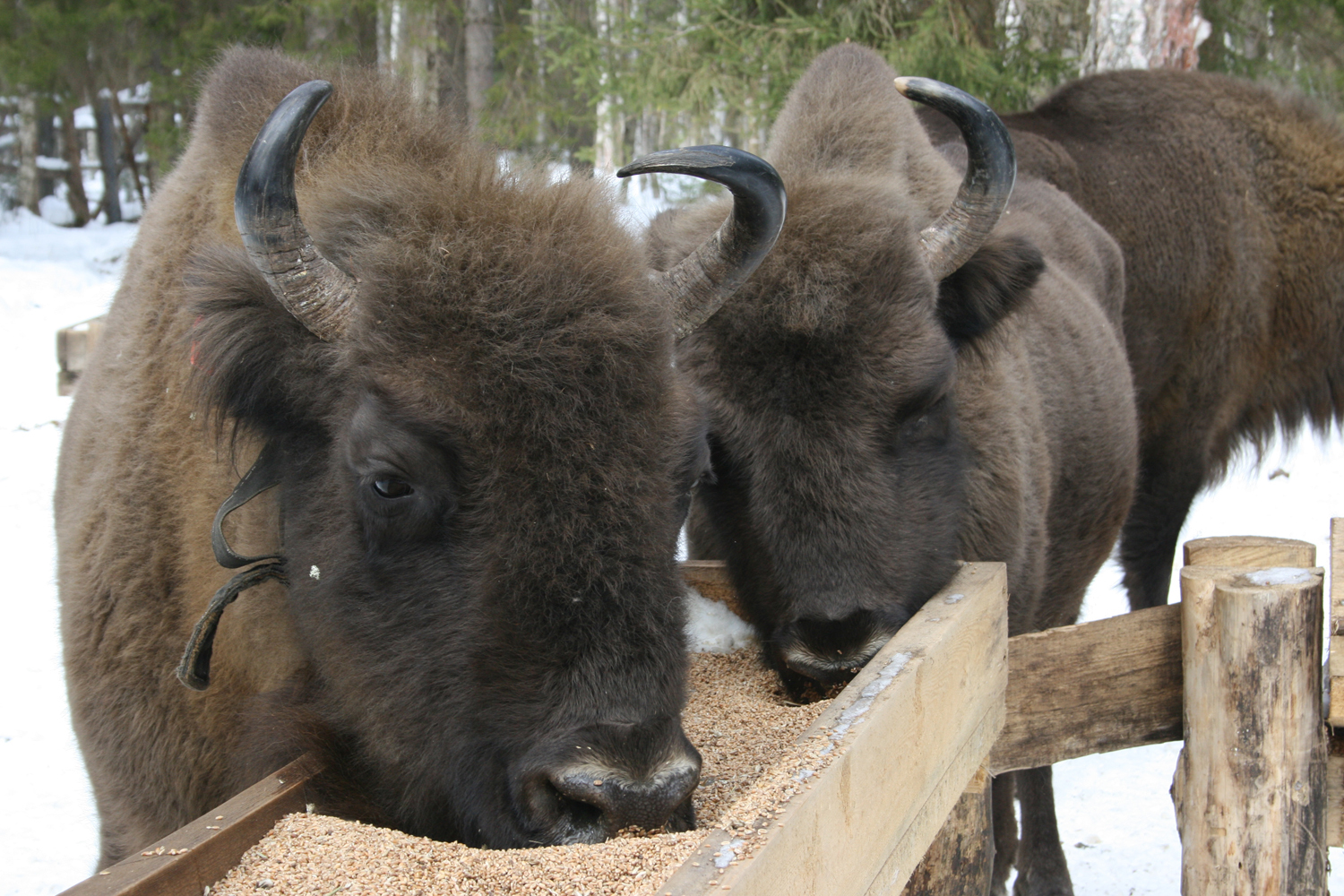 Here's some shaggy cows. Bison from the Vladimir wilderness - My, Animal book, Wild animals, Longpost, Bison, Vladimir region