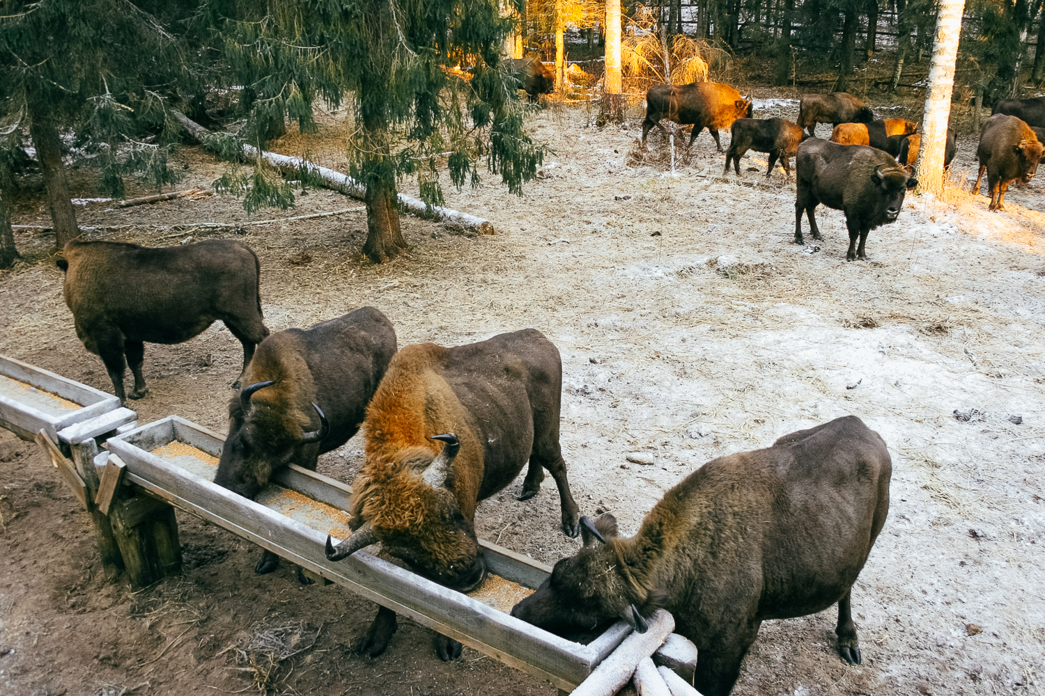 Here's some shaggy cows. Bison from the Vladimir wilderness - My, Animal book, Wild animals, Longpost, Bison, Vladimir region