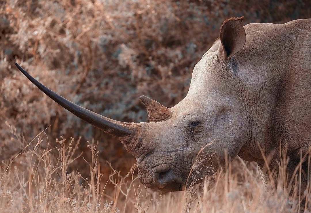 Long-horned - Rhinoceros, Wild animals, wildlife, South Africa, The photo, 