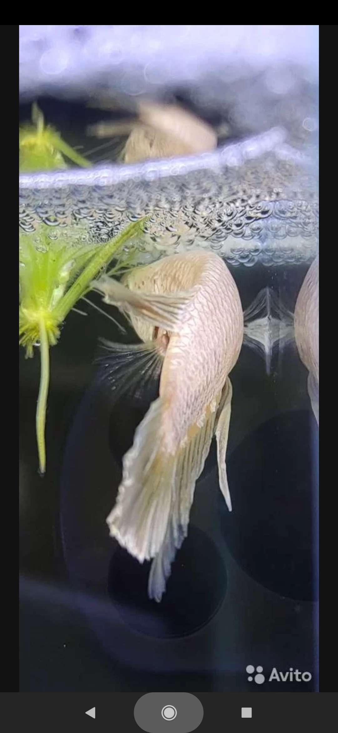 BETTA SPLENDENS HMPK Manufacturers))) - My, Aquarium, Cockerel fish, Aquarium, Breeding, Betta splendens, Aquarium fish, Longpost