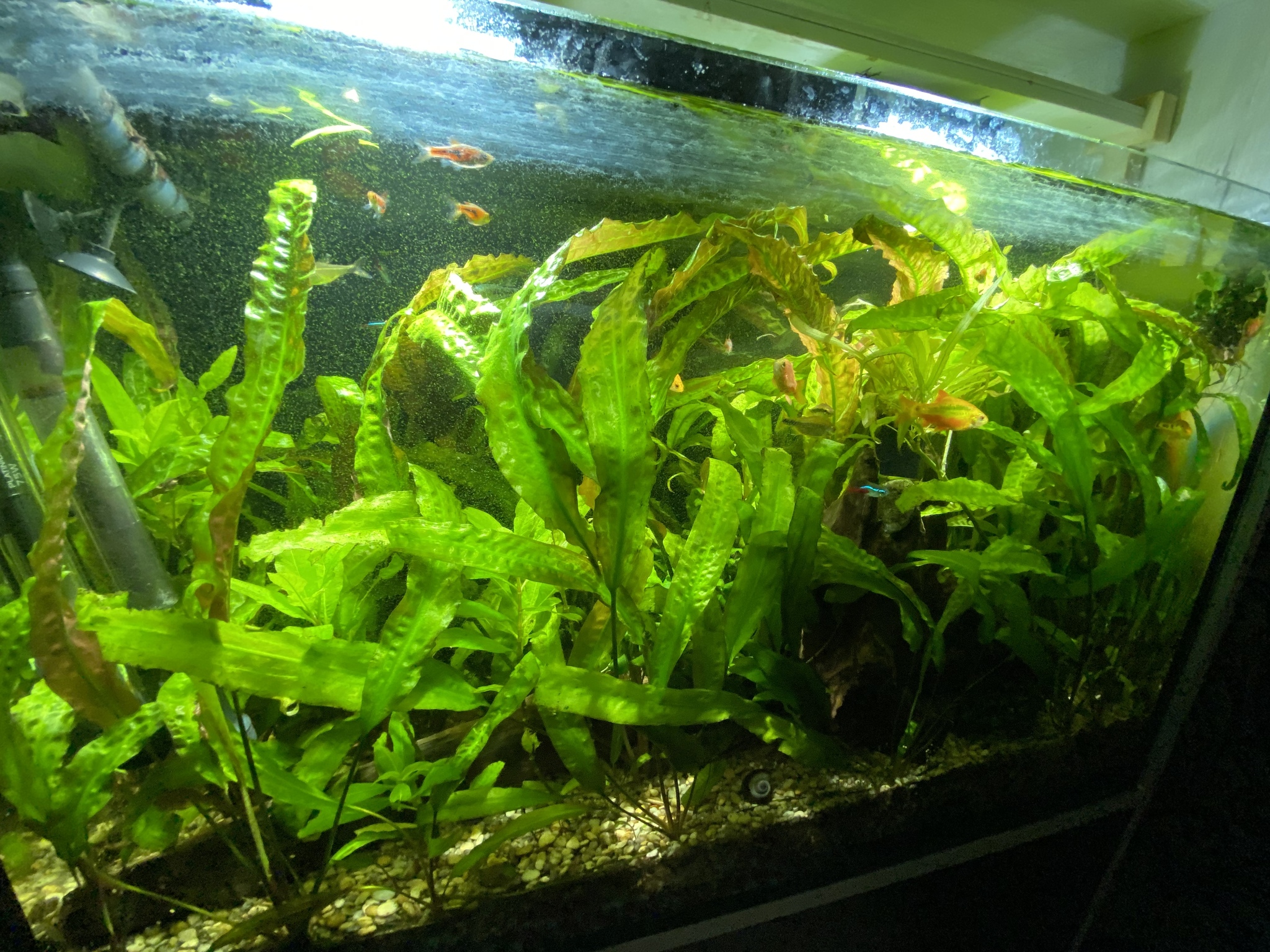 Aquarium 100l, 2 years without water change - My, Aquarium, Aquarium, Aquarium plants, 