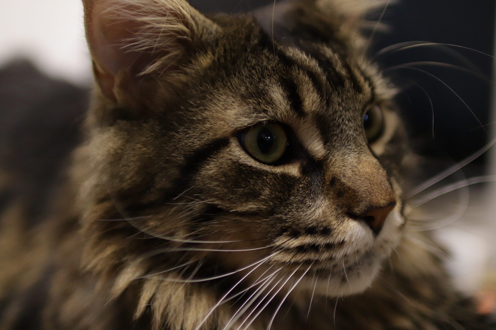 My cat - My, cat, Maine Coon, Longpost, 