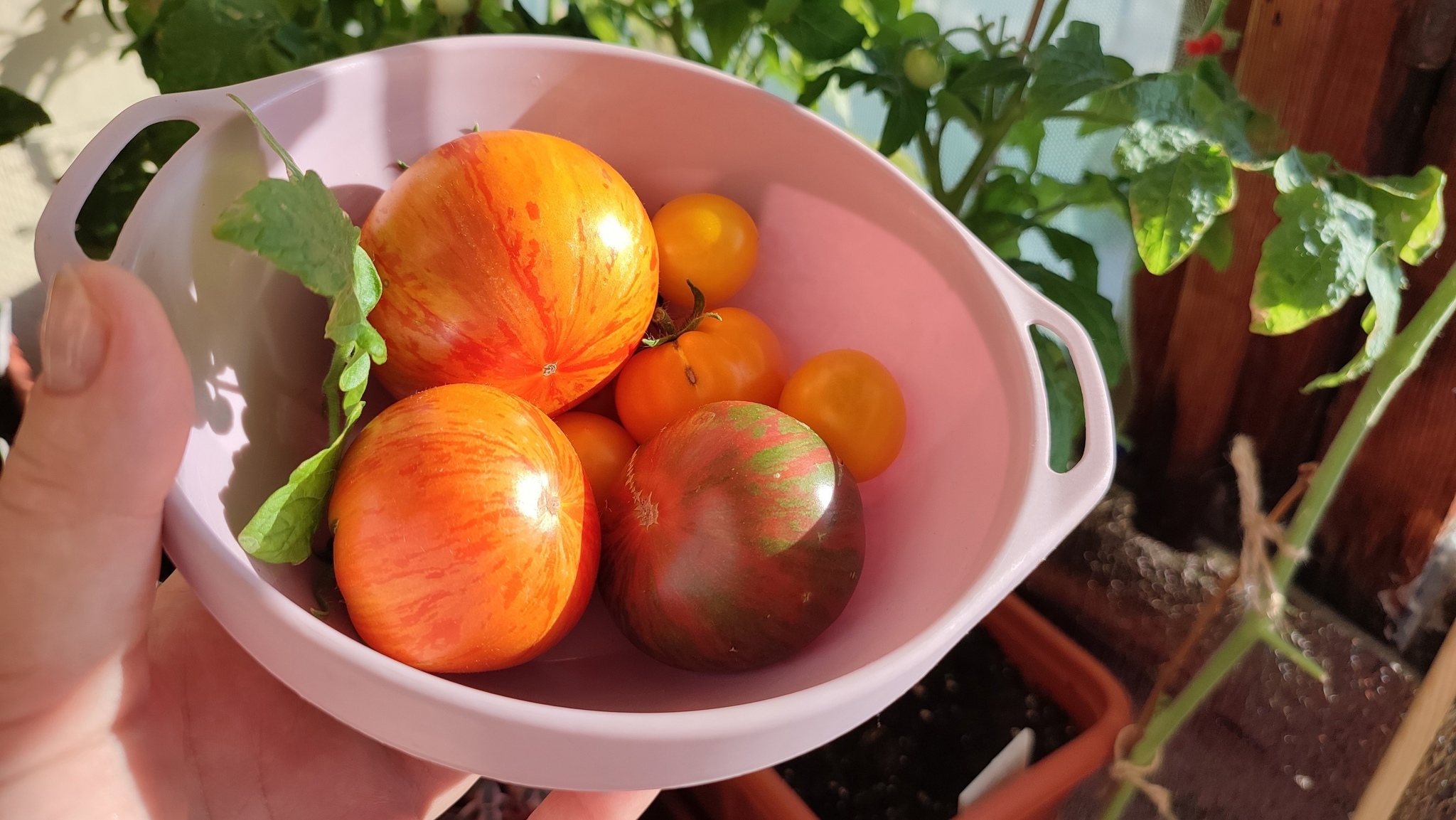 BabkoPost: just look at my seedlings, or how I grew tomatoes in a city apartment all year round) - My, Spring, Vegetable garden on the windowsill, Vegetable garden in the city, Longpost, 