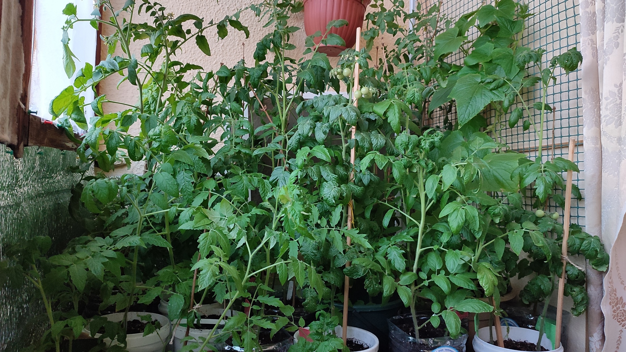 BabkoPost: just look at my seedlings, or how I grew tomatoes in a city apartment all year round) - My, Spring, Vegetable garden on the windowsill, Vegetable garden in the city, Longpost, 