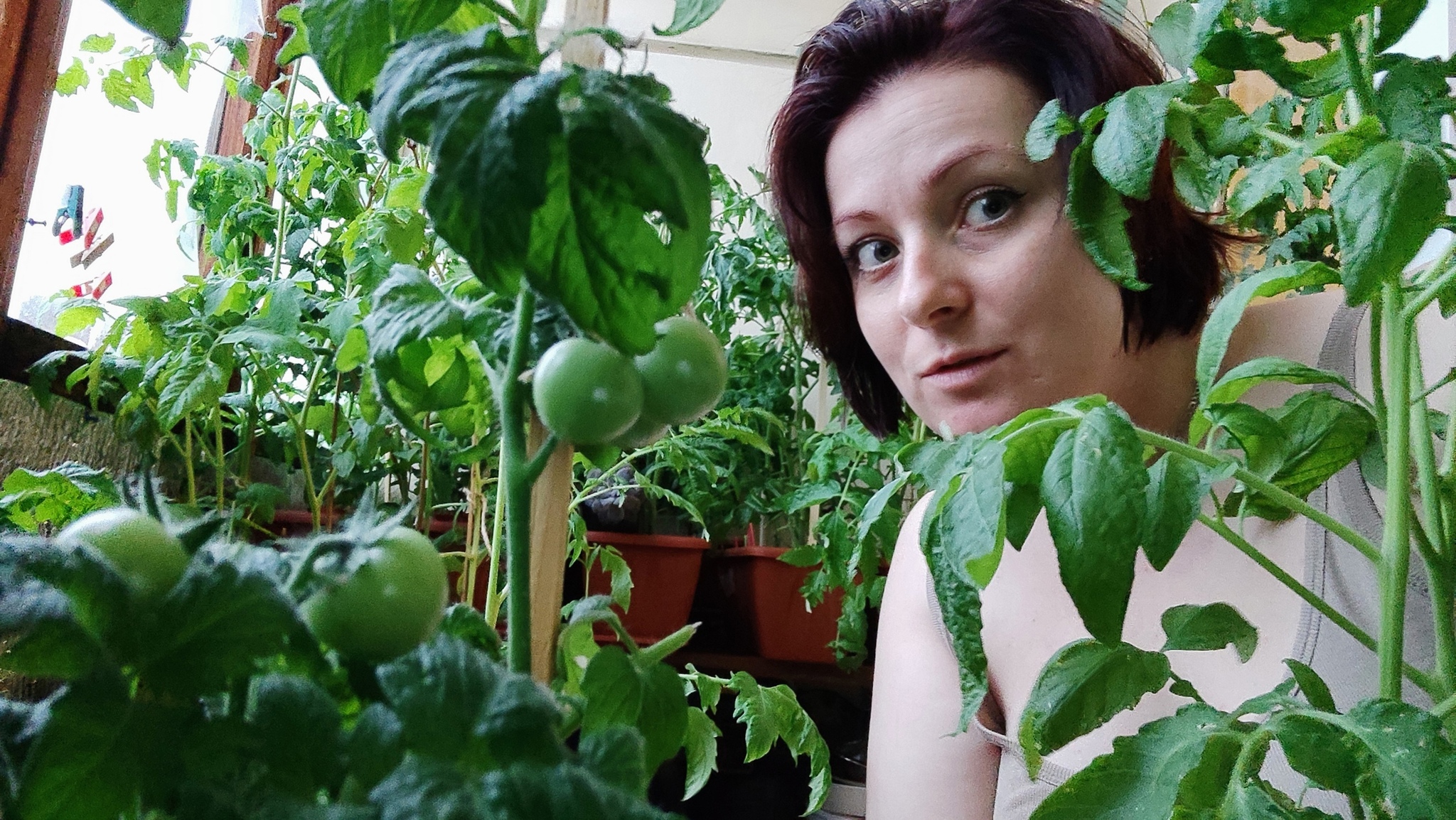 BabkoPost: just look at my seedlings, or how I grew tomatoes in a city apartment all year round) - My, Spring, Vegetable garden on the windowsill, Vegetable garden in the city, Longpost, 