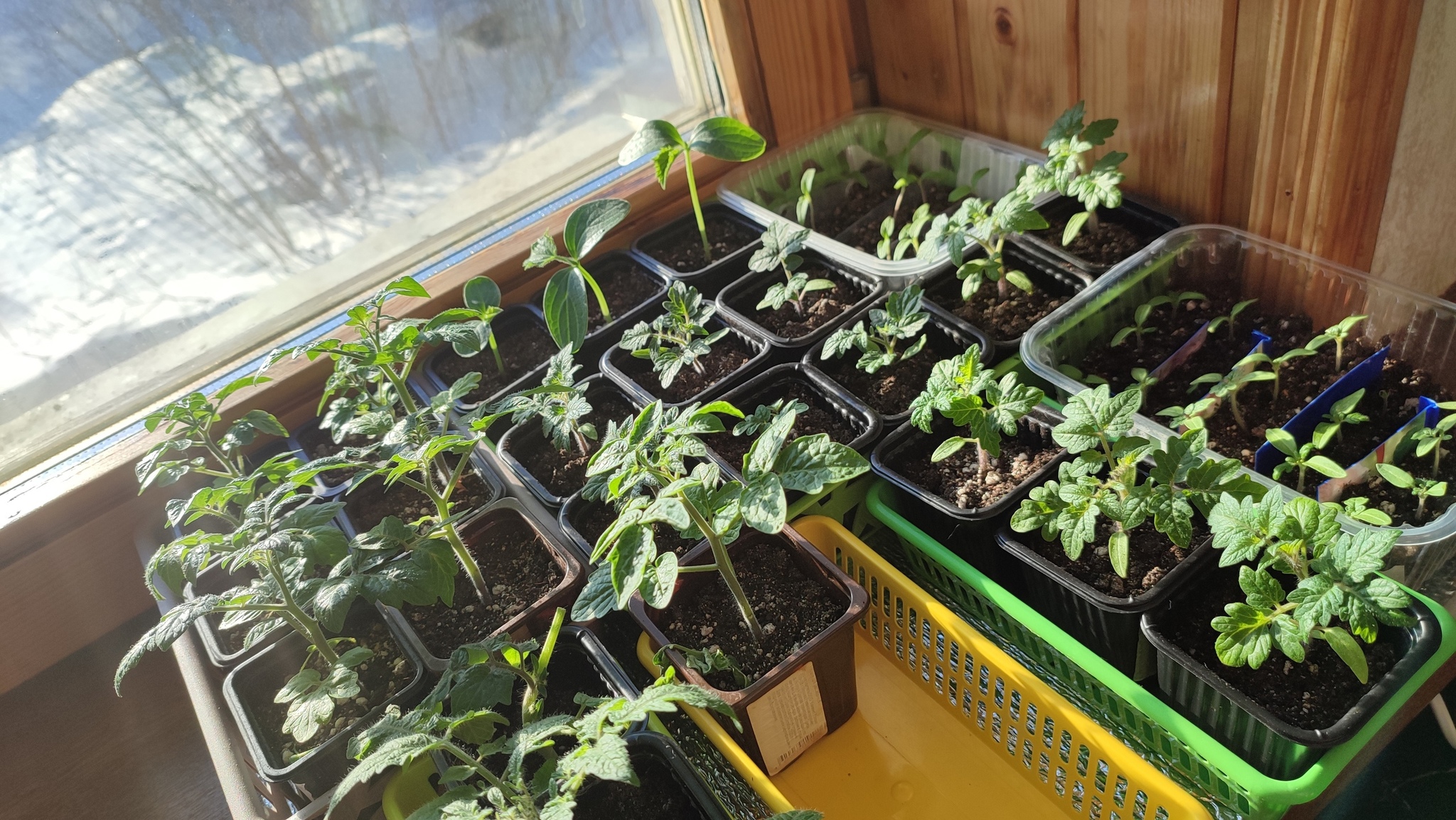 BabkoPost: just look at my seedlings, or how I grew tomatoes in a city apartment all year round) - My, Spring, Vegetable garden on the windowsill, Vegetable garden in the city, Longpost, 