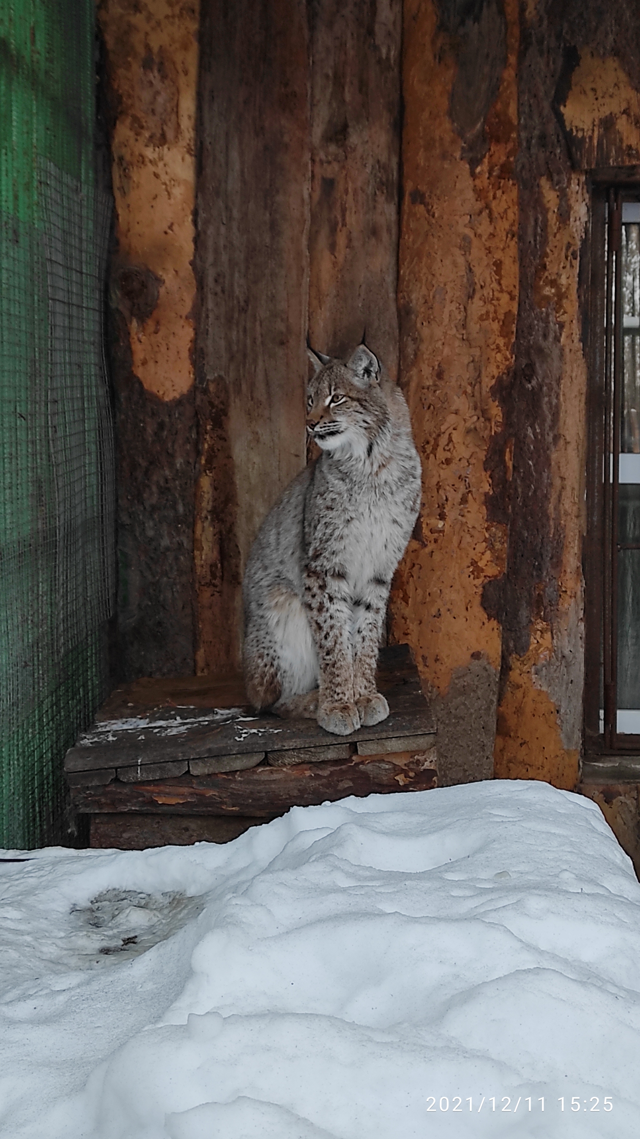 Cats, but from the zoo - My, Wild animals, Cat family, Lynx, Longpost, Small cats, Omsk region, Predatory animals, a lion, Big cats