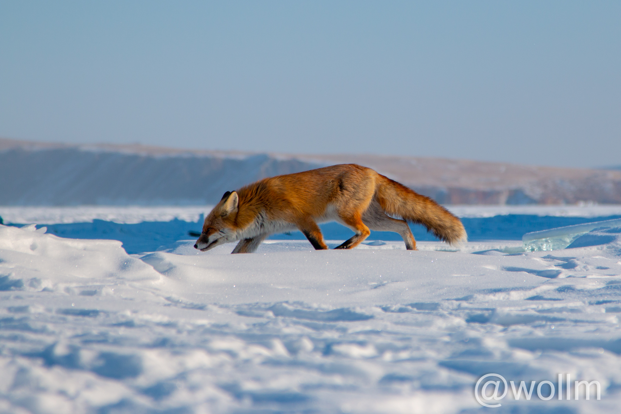 Baikal. February 2022. Part 2 - My, Baikal, Fox, wildlife, Travel across Russia, Travels, The photo, Longpost